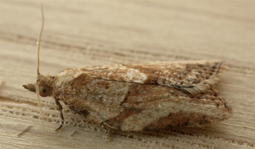 Light Brown Apple Moth
